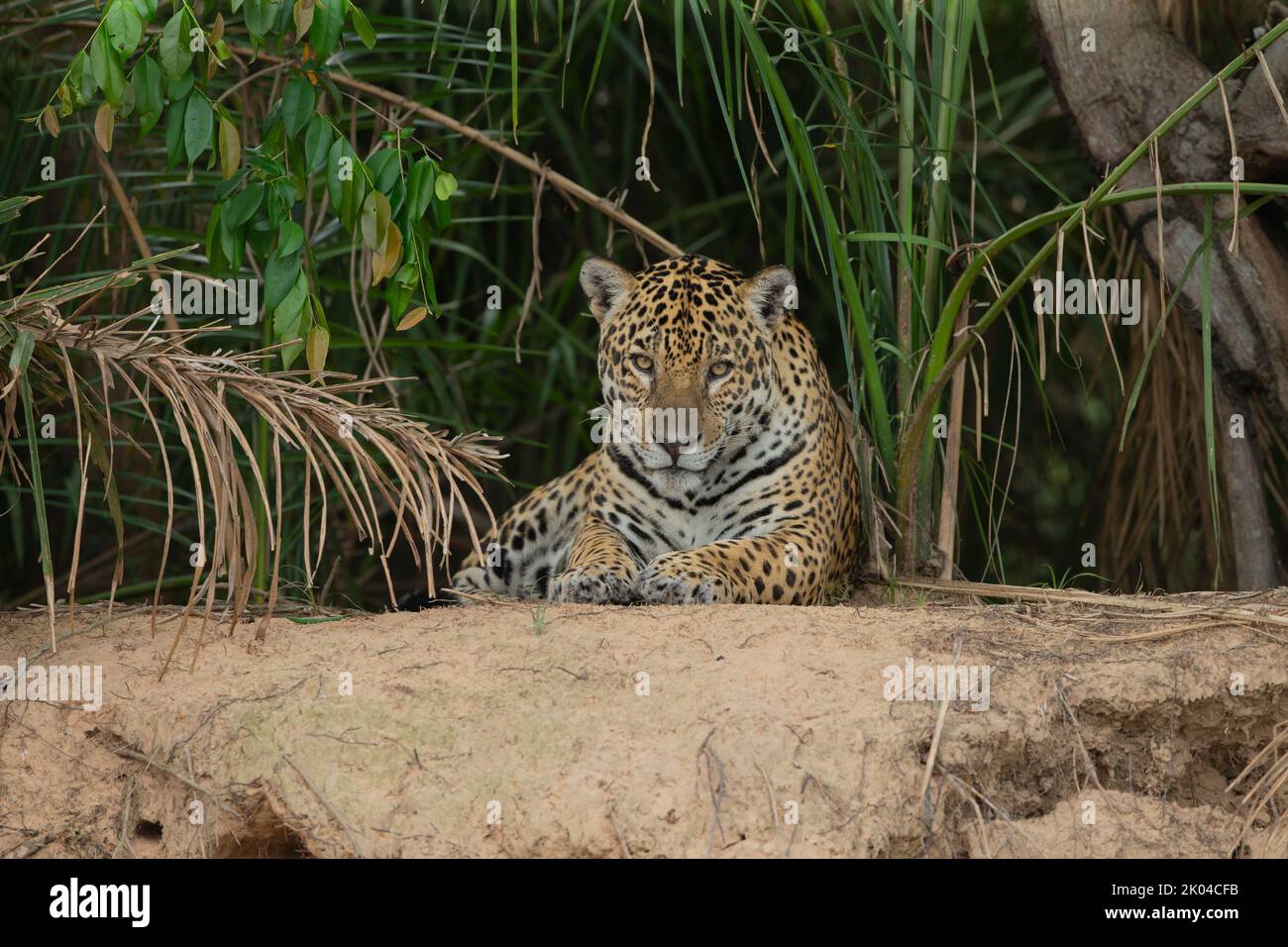 Jaguar (Panthera onca) Foto de stock