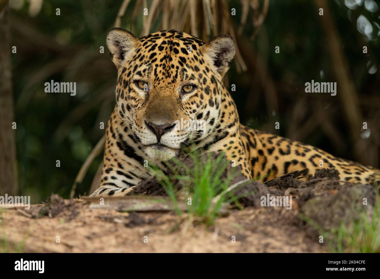 Jaguar (Panthera onca) Foto de stock