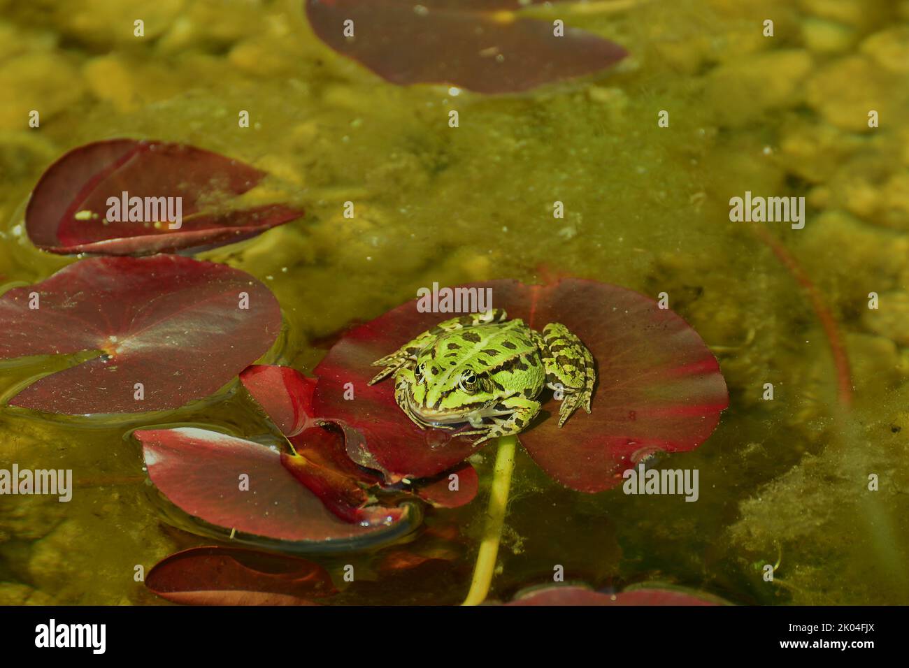 Rana de la piscina (Pelophylax lessonae) de pie sobre una planta acuática en un estanque Foto de stock