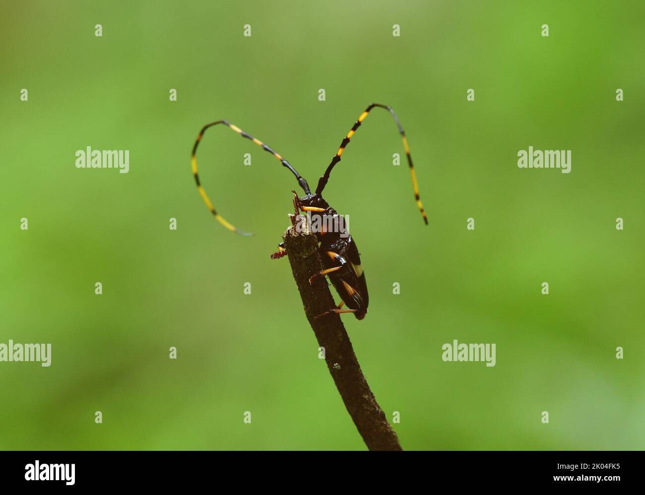 Escarabajo de cuerno largo (Trachyderes succinctus) en la Selva Atlántica Brasileña, Mata Atlántica. Foto de stock