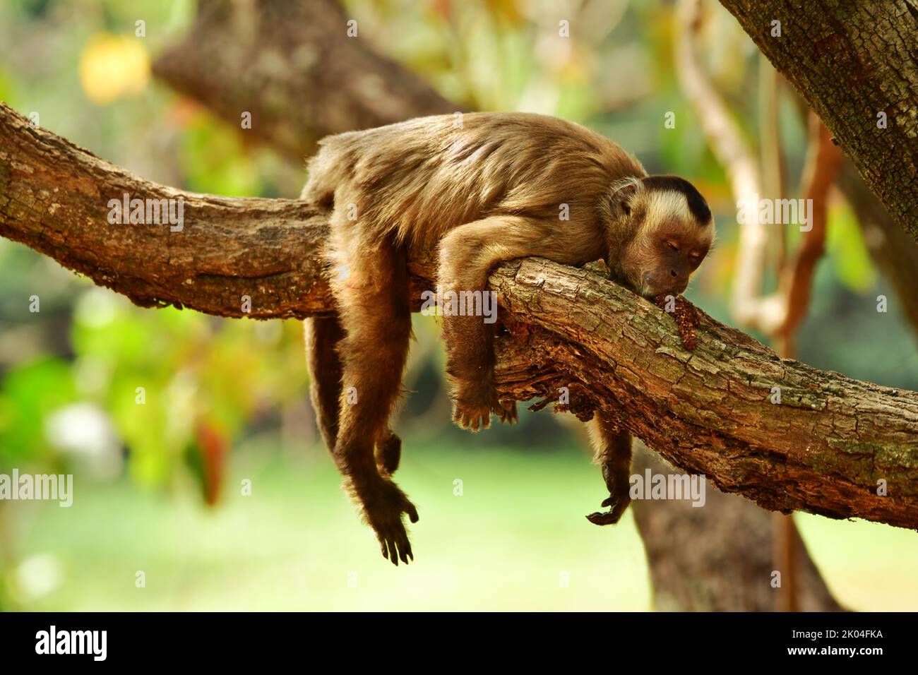 Mono capuchino (Cebus apella) durmiendo en una rama de árbol. Pantanal, Brasil Foto de stock