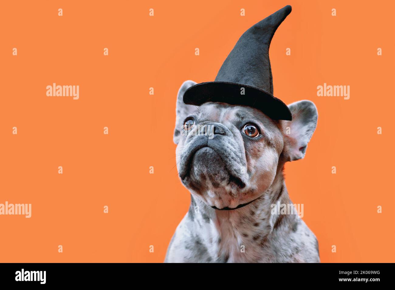Retrato de perro Bulldog francés merle con traje de Halloween sombrero de bruja sobre fondo naranja con espacio de copia Foto de stock