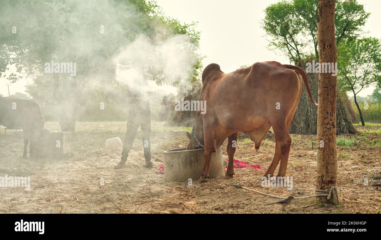 Precaución del virus de lampi, granjero indio quema hojas secas con alcanfor para salvar a su animal de la enfermedad de la piel llena o lampi. Foto de stock