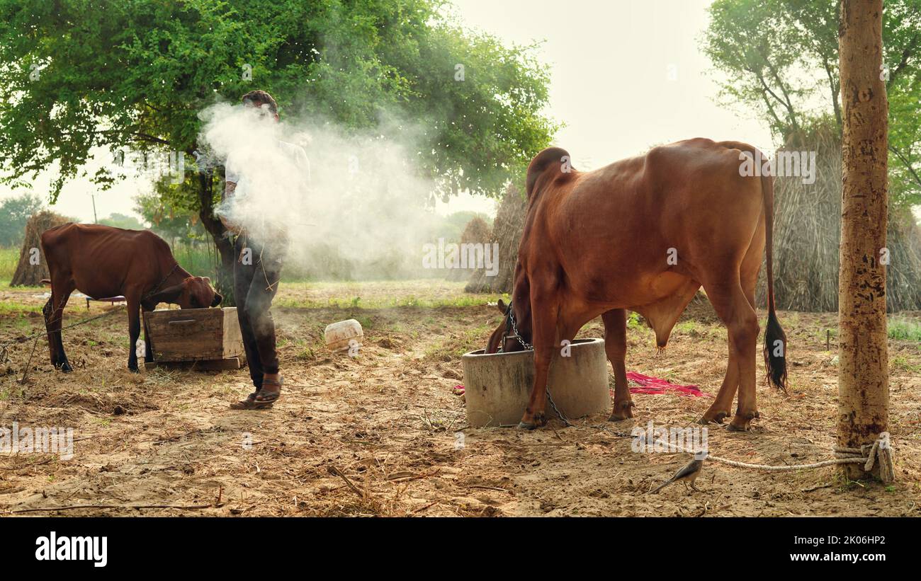 Precaución del virus de lampi, granjero indio quema hojas secas con alcanfor para salvar a su animal de la enfermedad de la piel llena o lampi. Foto de stock