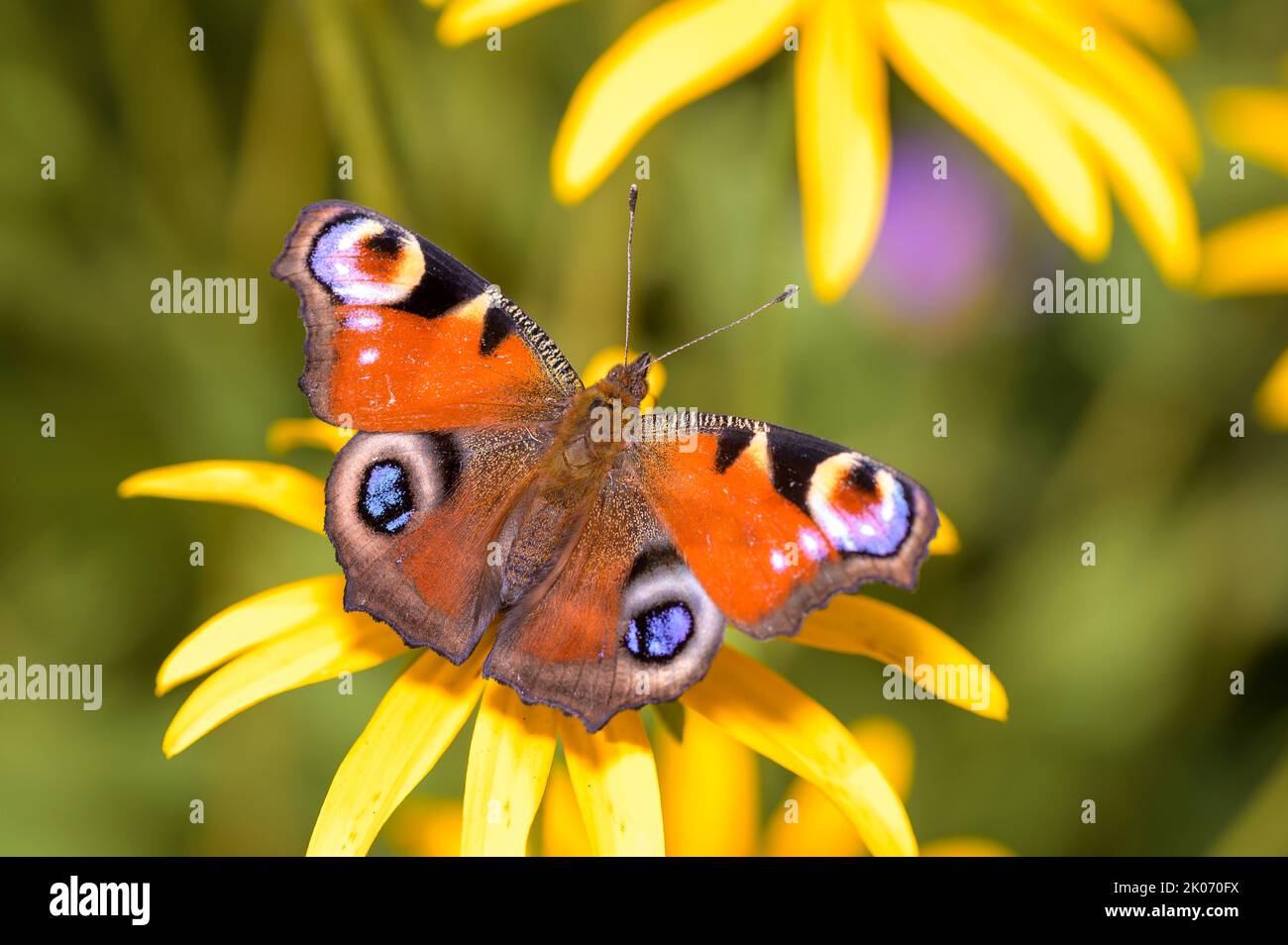 Mariposa europea de pavo real - Aglais-io - chupa con su néctar de tronco de una flor de Susan de ojos negros - Rudbeckia hirta Foto de stock