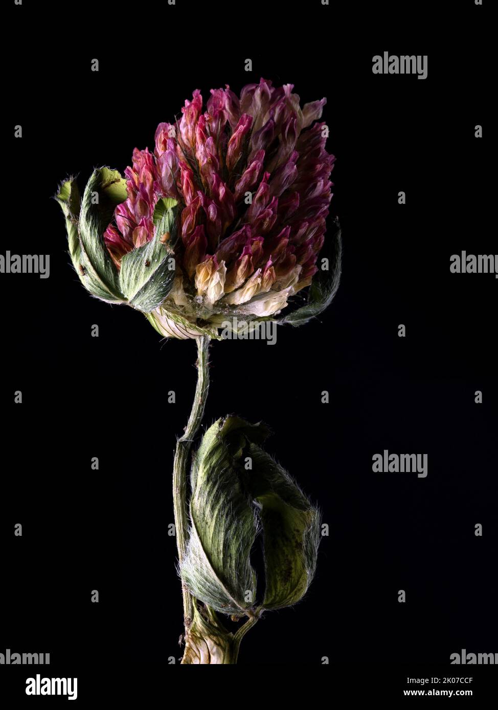 Retrato de la flor del trébol - Parte 2, flor marchita y marchita Foto de stock