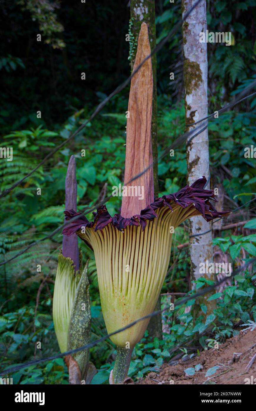 Amorphophallus titanum, el arum titán, es una planta con flores perteneciente a la familia Araceae. Tiene la inflorescencia no ramificada más grande del mundo. Foto de stock