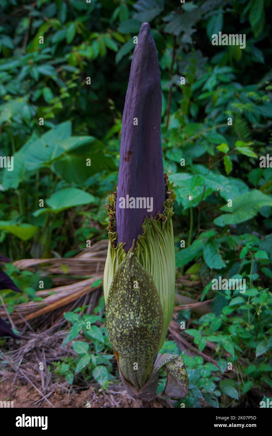 Amorphophallus titanum, el arum titán, es una planta con flores perteneciente a la familia Araceae. Tiene la inflorescencia no ramificada más grande del mundo. Foto de stock