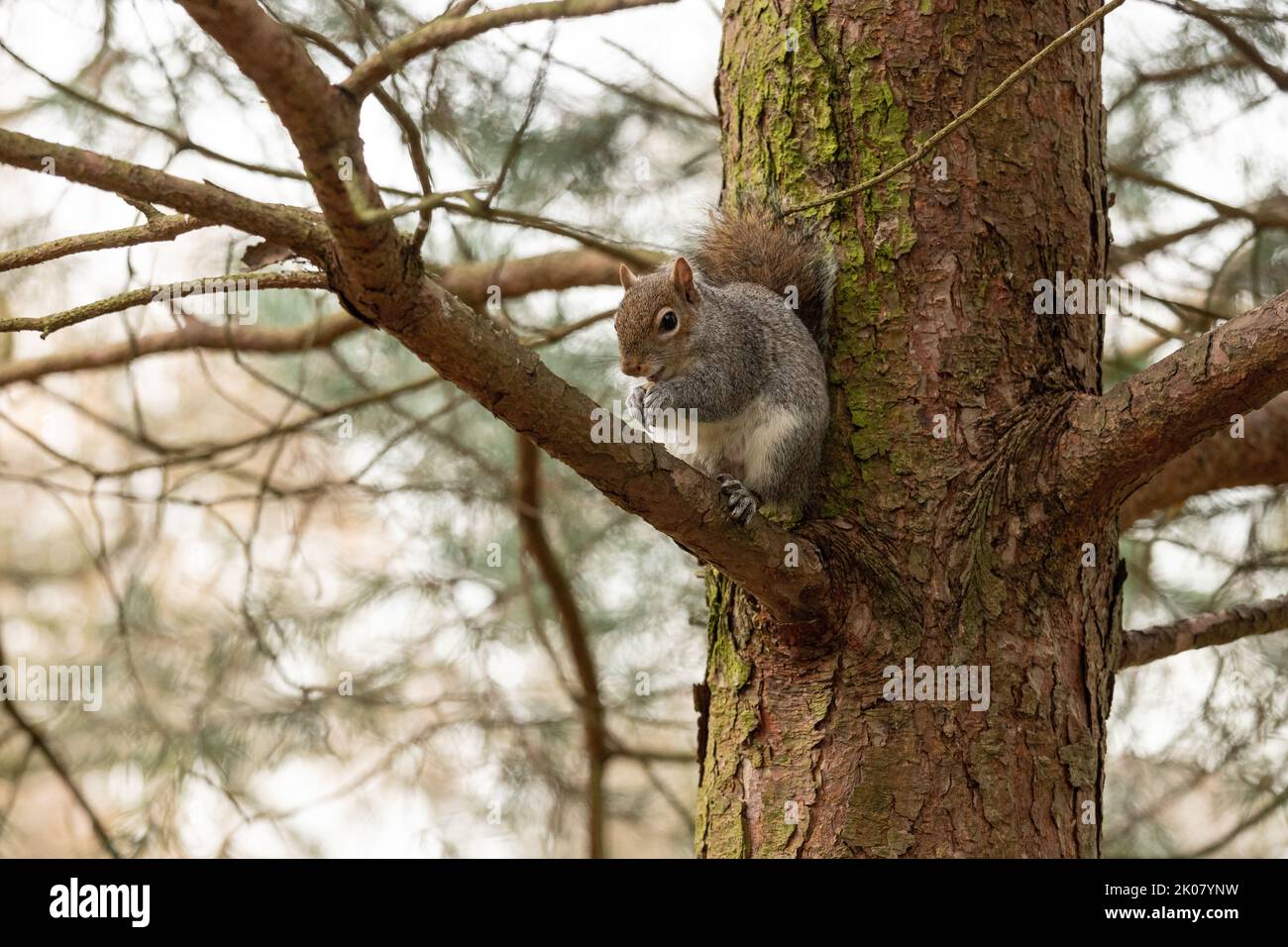 Ardilla gris británica sentada en un árbol mirando la cámara, en un entorno natural Foto de stock