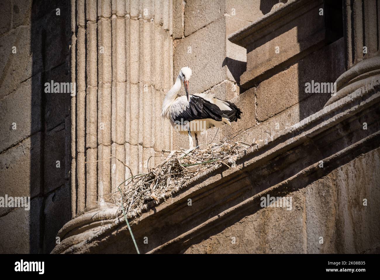 Cigüeña en el nido construido sobre la fachada de la iglesia de Alcalá de Henares Foto de stock
