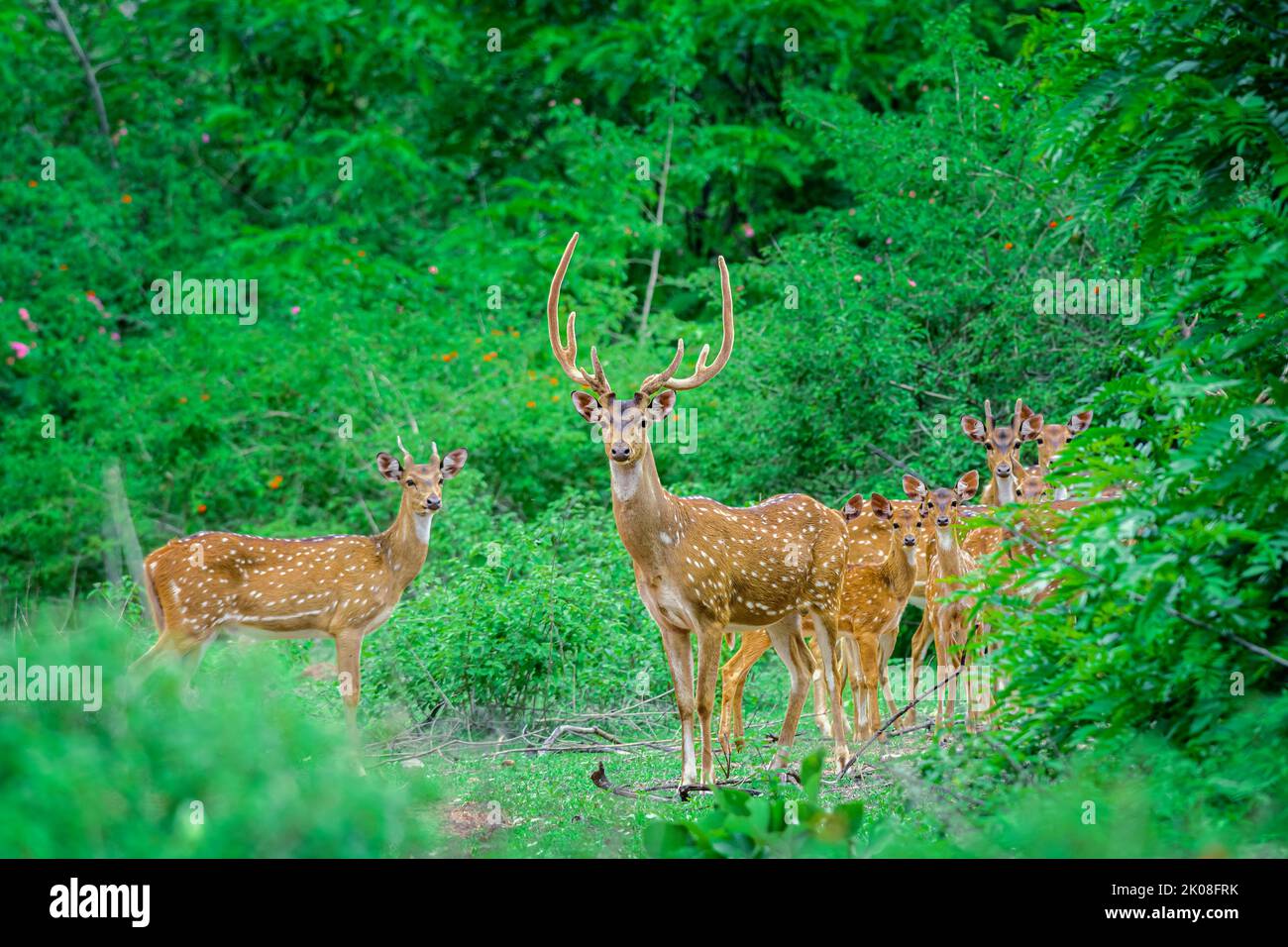Lugares salvajes en la selva fotografías e imágenes de alta resolución