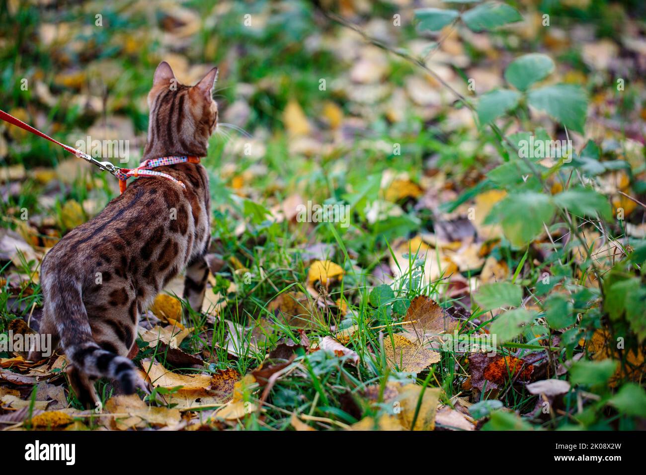 Excursión al aire libre con el gato de Bengala en octubre Autum Foto de stock