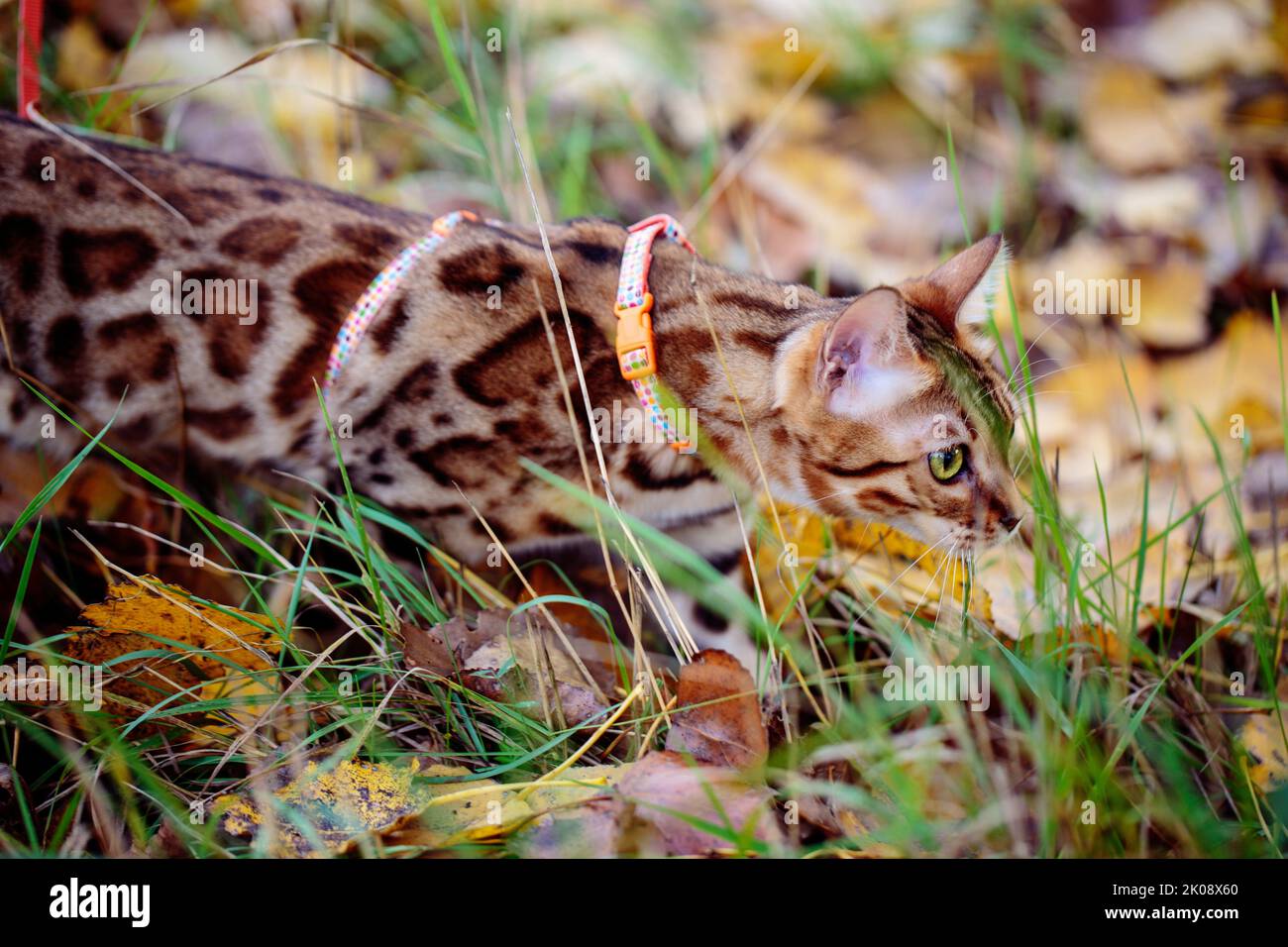 Excursión al aire libre con el gato de Bengala en octubre Autum Foto de stock