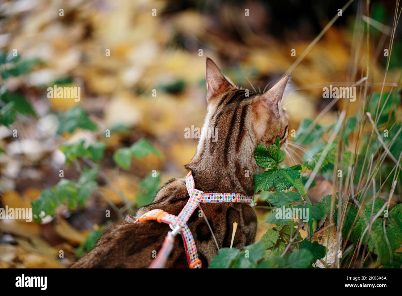 Excursión al aire libre con el gato de Bengala en octubre Autum Foto de stock