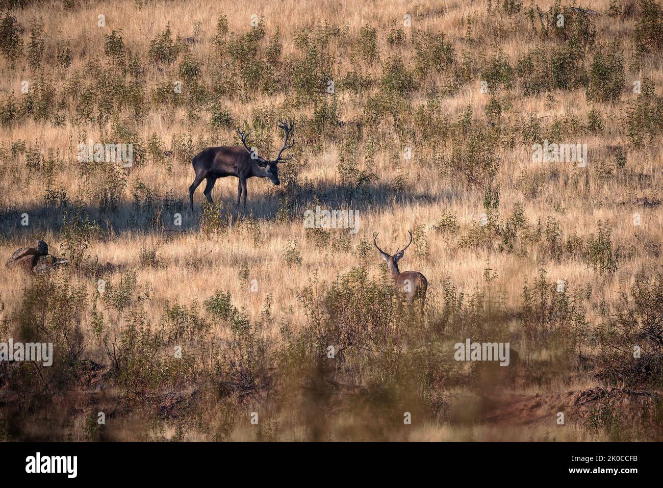 Dos ciervos en su entorno natural. Foto de stock