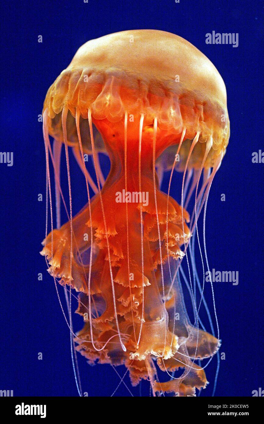 Almeja del Mar Negro o Gran medusa roja (Chrysaora achlyos), Columbia Británica, Canadá, Océano Pacífico Norte Foto de stock