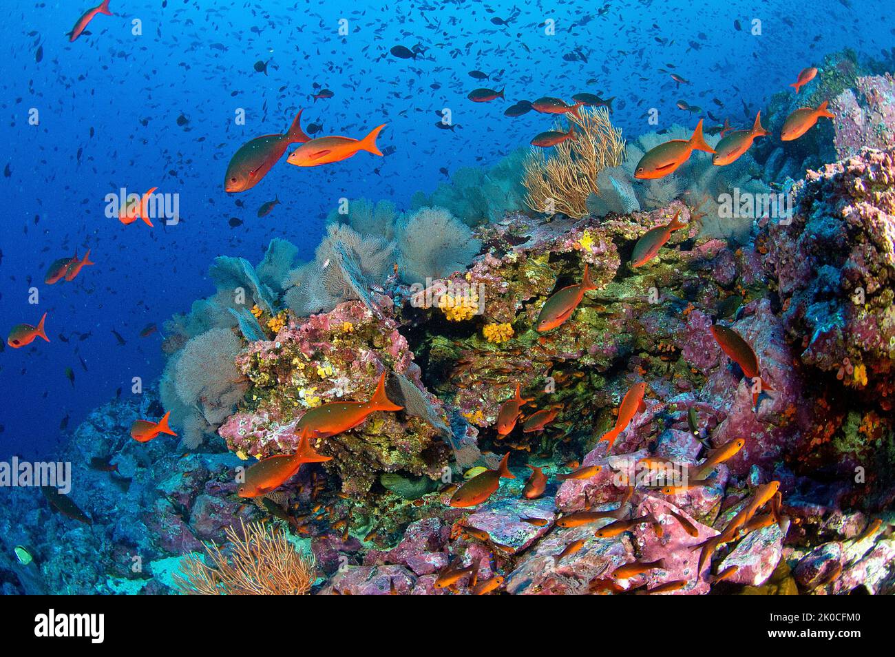 Creolefish del Pacífico (Paranthias colonus) en un arrecife de coral, isla de Malpelo, sitio declarado Patrimonio de la Humanidad por la UNESCO, Colombia Foto de stock