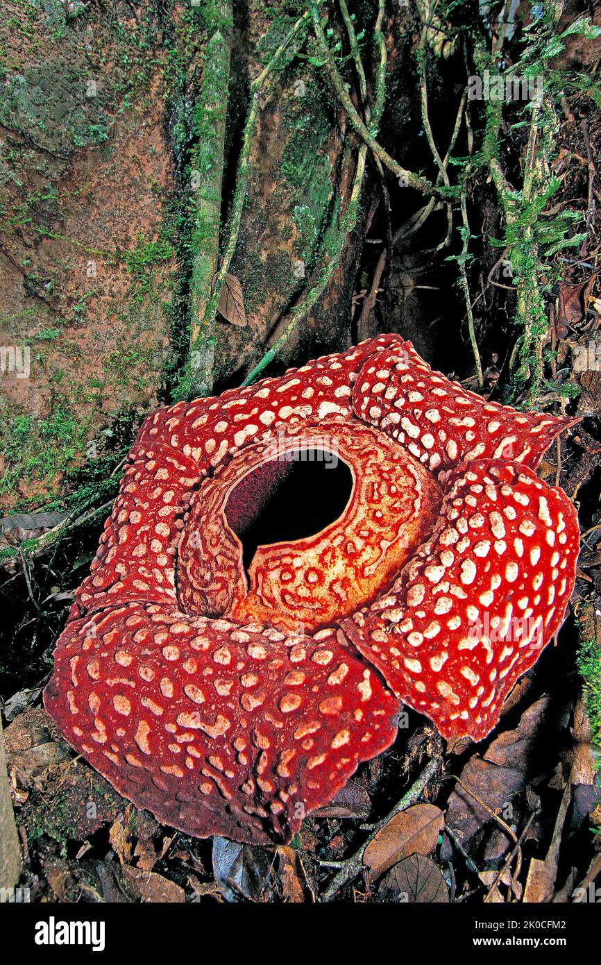 Rafflesia GIGANTE (Rafflesia arnoldii) Flor individual más grande en la tierra, Borneo, Malasia, Asia Foto de stock