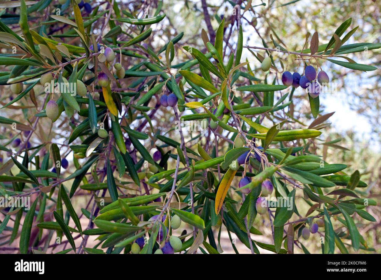 Olivo viejo (Olea europaea) con aceitunas maduras en Limni Keriou, isla Zakynthos, Grecia, Europa Foto de stock