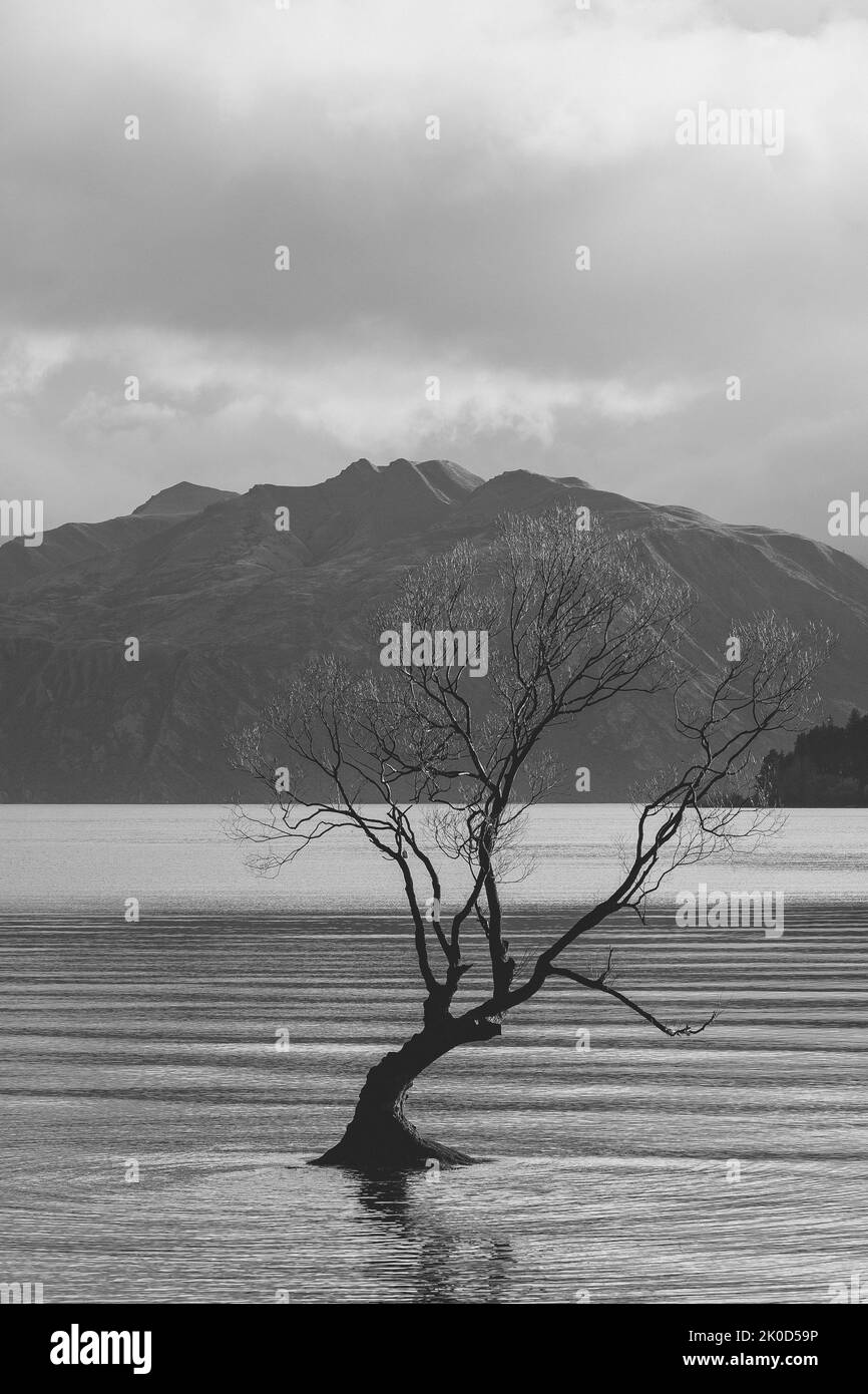Hermoso árbol dentro del lago Wanaka, Nueva Zelanda. Foto de stock