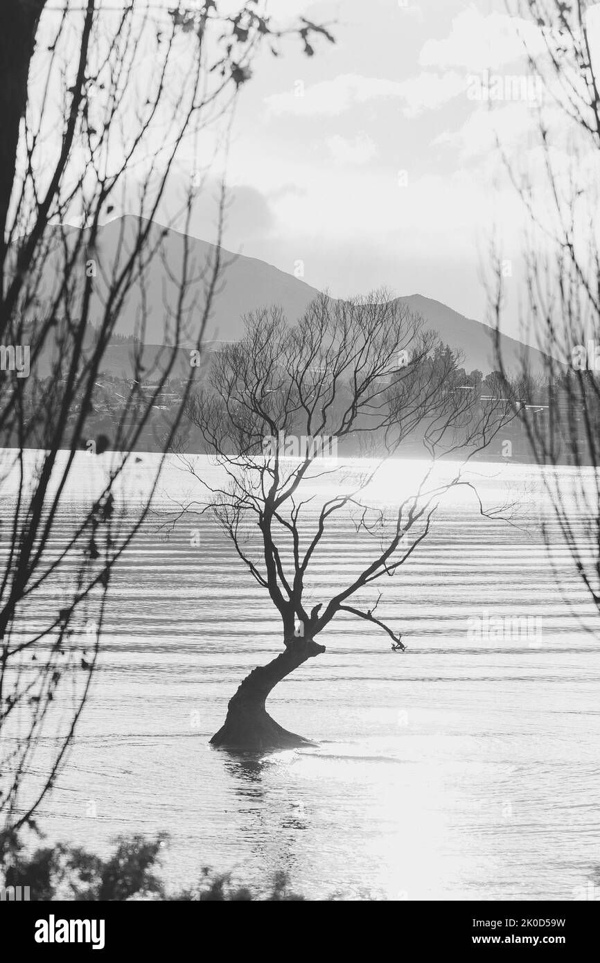 Hermoso árbol dentro del lago Wanaka, Nueva Zelanda. Fotografía de alta calidad Foto de stock