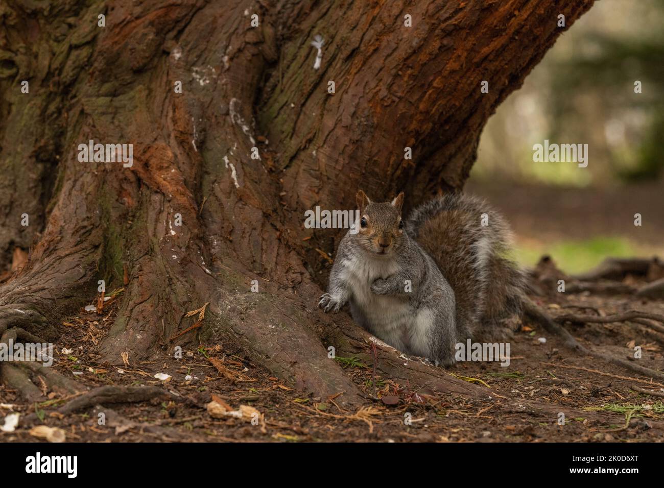 Ardilla gris británica en el árbol durante el invierno, mirando la cámara Foto de stock