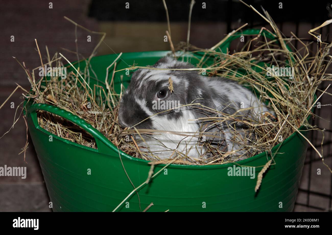 Minilop Conejo sentado en la Canasta del Hay Foto de stock