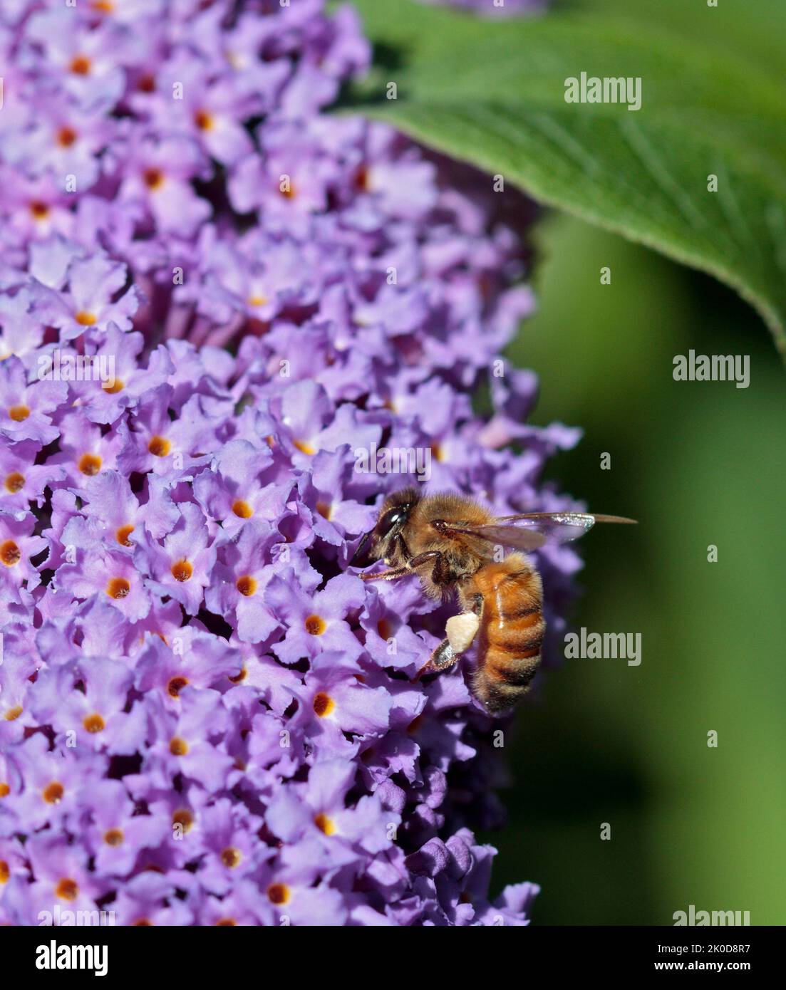 Bee de miel en Rudbeckia Foto de stock