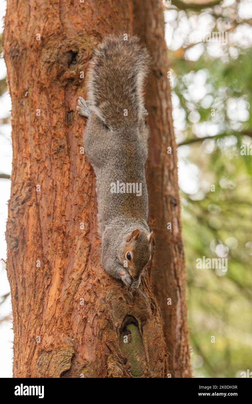 Ardilla gris británica en el árbol durante el invierno, mirando la cámara Foto de stock