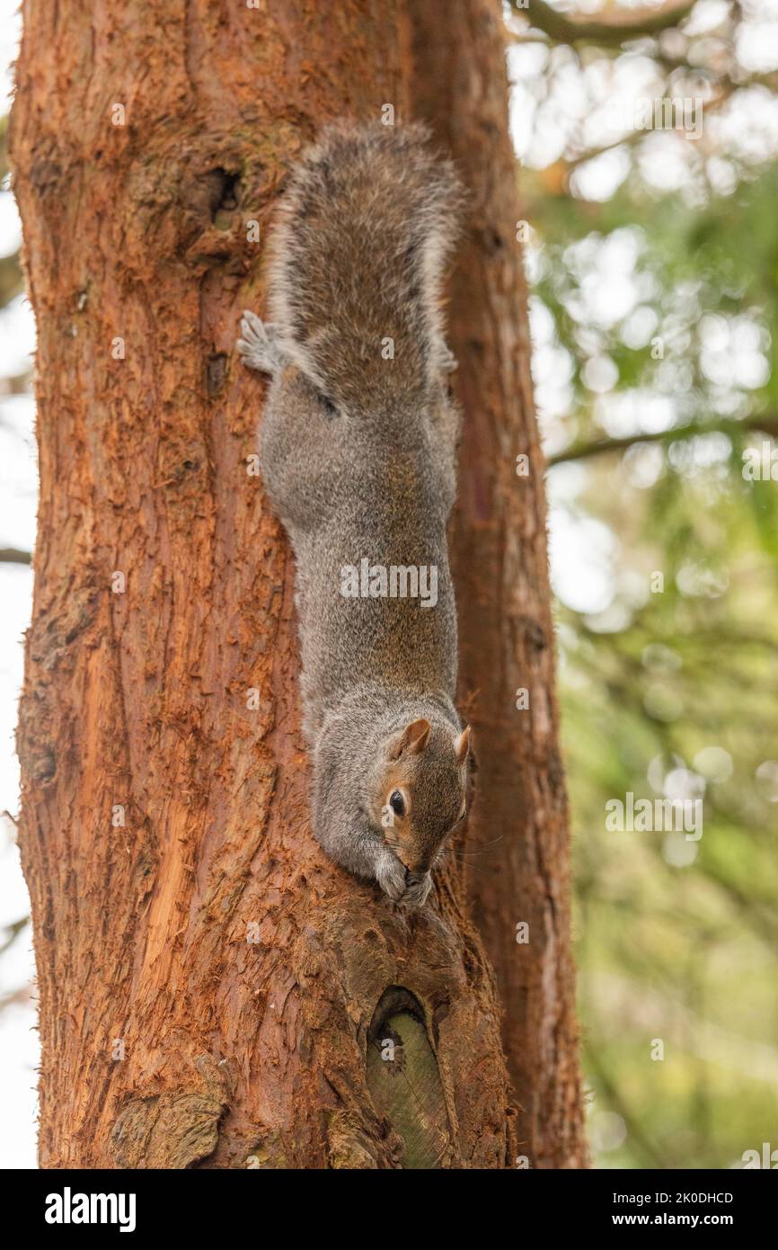 Ardilla gris británica en el árbol durante el invierno, mirando la cámara Foto de stock