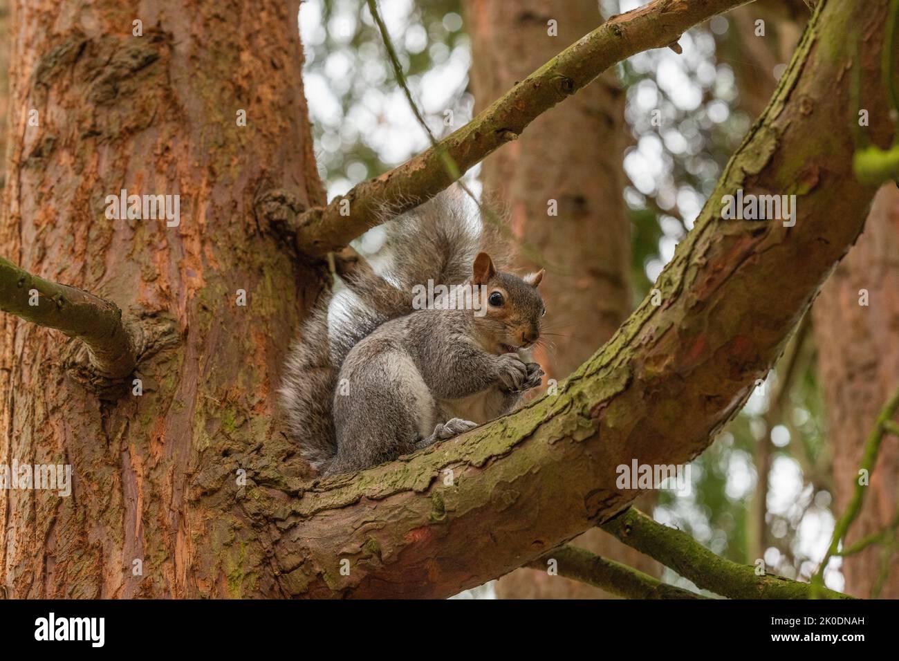 Ardilla gris británica en el árbol durante el invierno, mirando la cámara Foto de stock