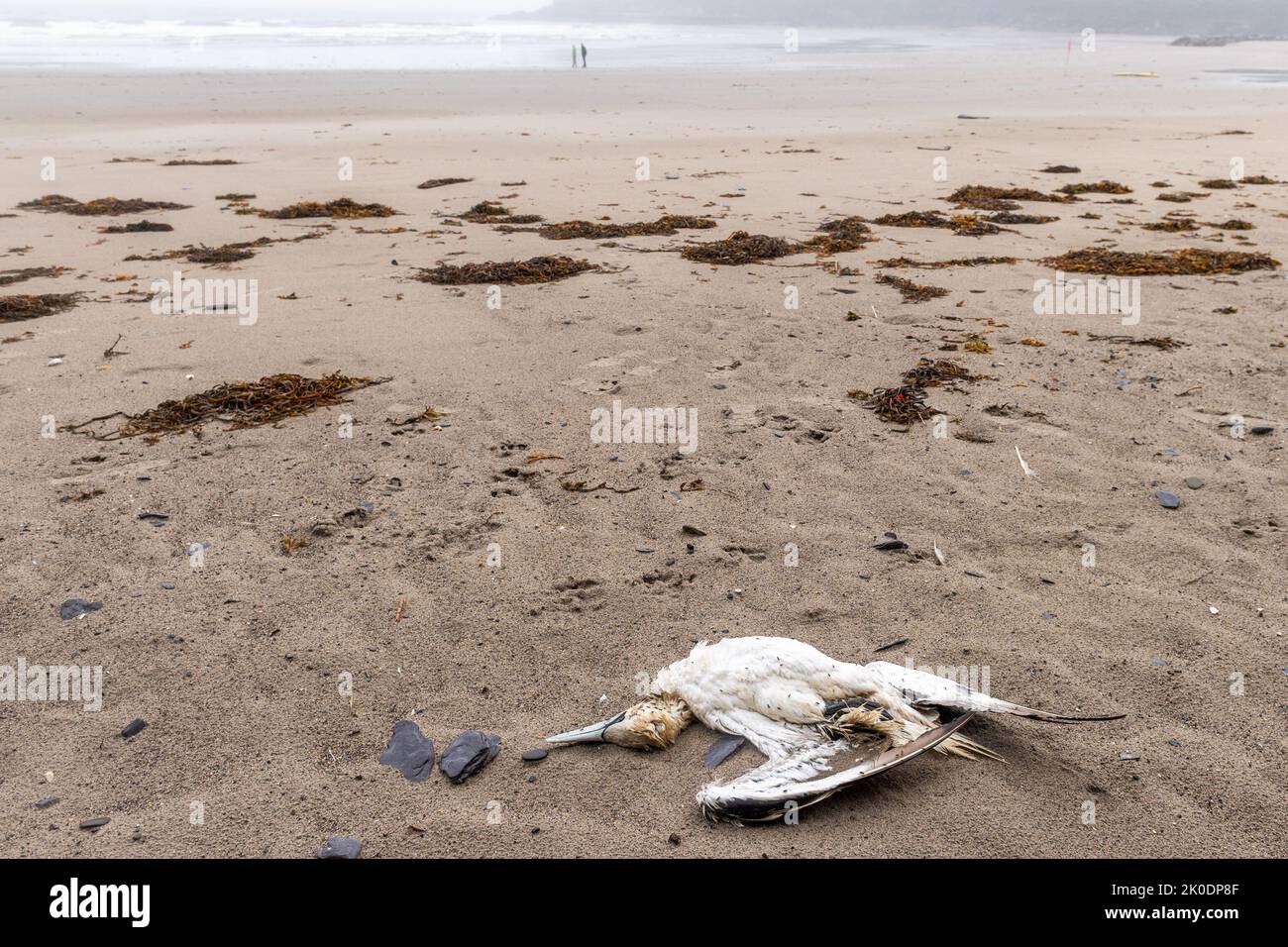 Warren Beach, Rosscarebry, West Cork, Irlanda. , . Dos aves muertas han sido avistadas hoy en la playa Warren Beach en West Cork, en medio del actual temor a la gripe aviar. Crédito: AG News/Alamy Live News Foto de stock