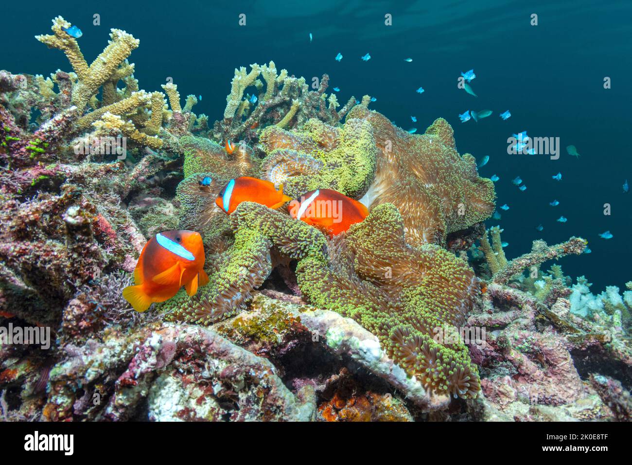 Un grupo de peces payasos anaranjados tropicales en Fiji nadan dentro de los tentáculos protectores de una anémona anfitriona contra un amplio fondo de agua azul. Foto de stock