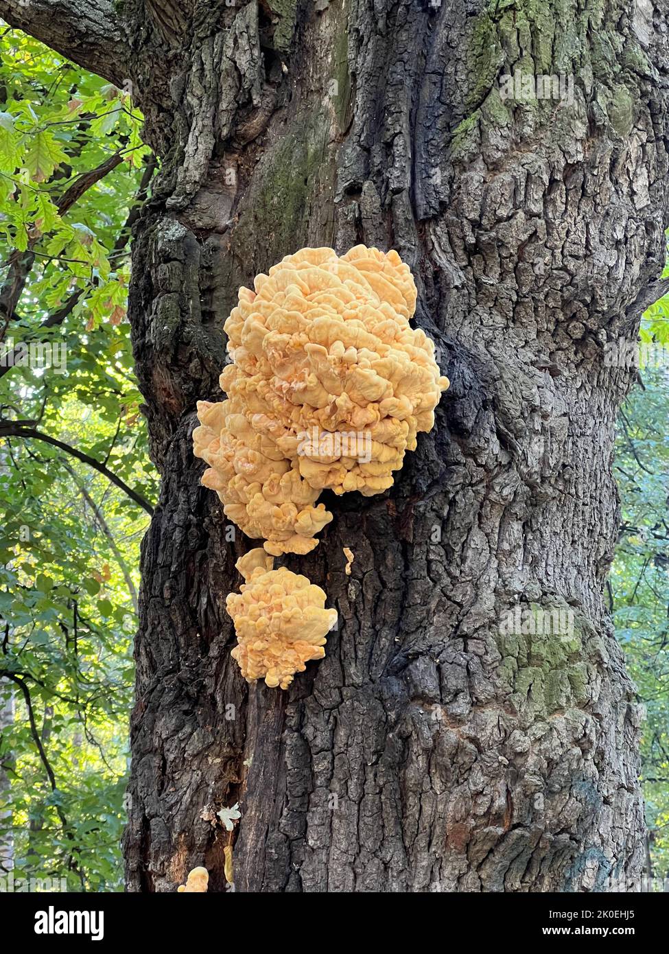Laetiporus sulphureus en el tronco de un árbol. Hongo de soporte amarillo, también conocido como cangrejo de la madera, poliporo de azufre, estante de azufre, o pollo de la madera Foto de stock