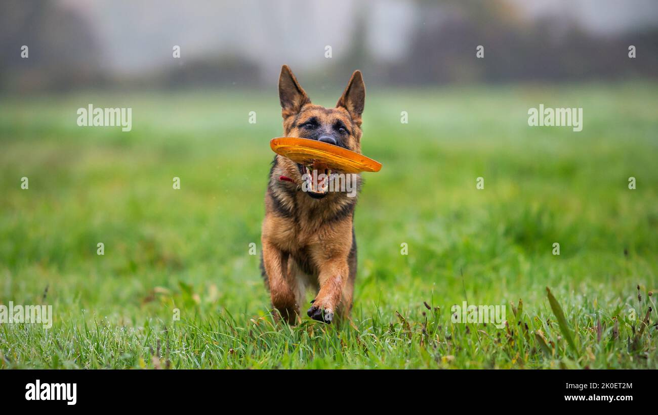 Un cachorro de pastor alemán jugando con frisbee en un campo verde Foto de stock