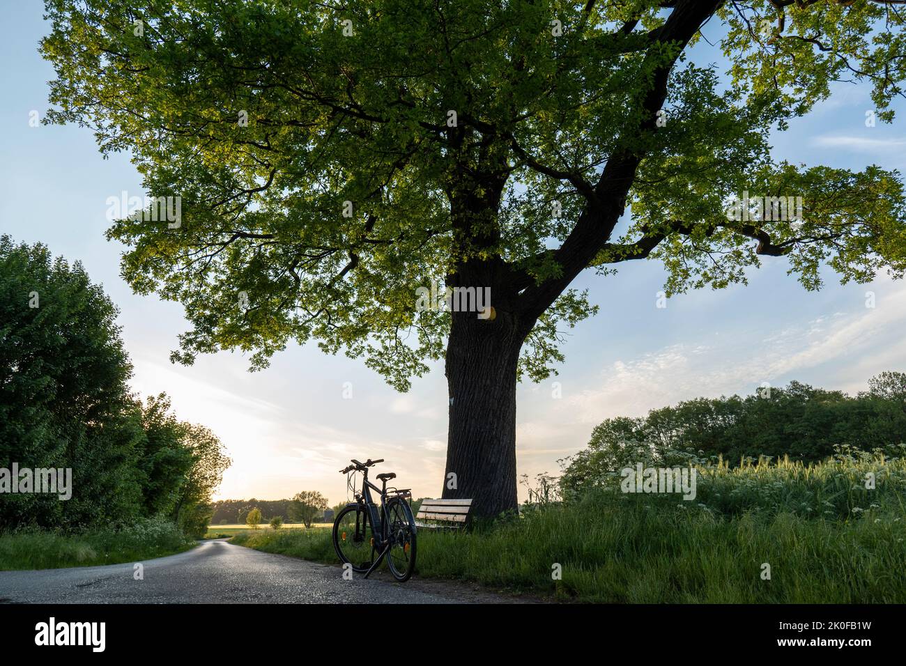 Monumento natural pedunculate roble 'Snetbrink' con bicicleta y banco cerca de Petershagen Foto de stock