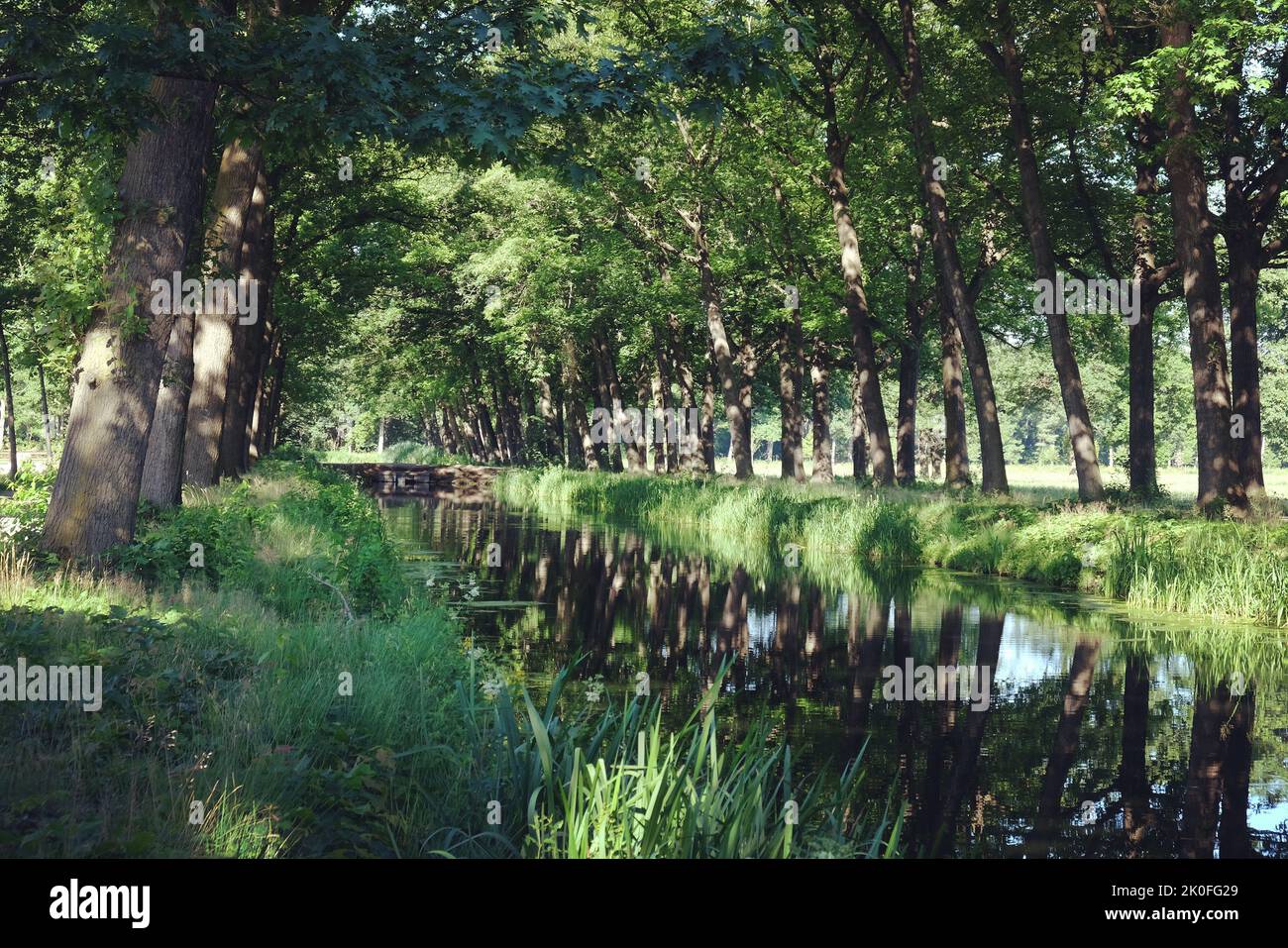 Los árboles bordean una típica escena holandesa de canales en Griendtsveen, Países Bajos. Foto de stock