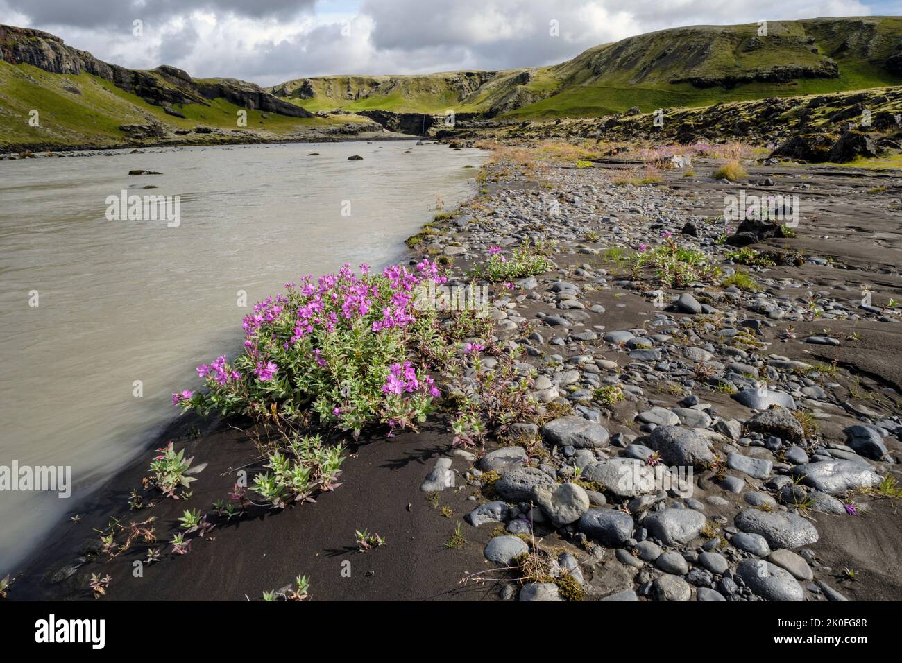 Poco pasto se levantó en flor junto a un río cerca de Kálfafell, Islandia Foto de stock