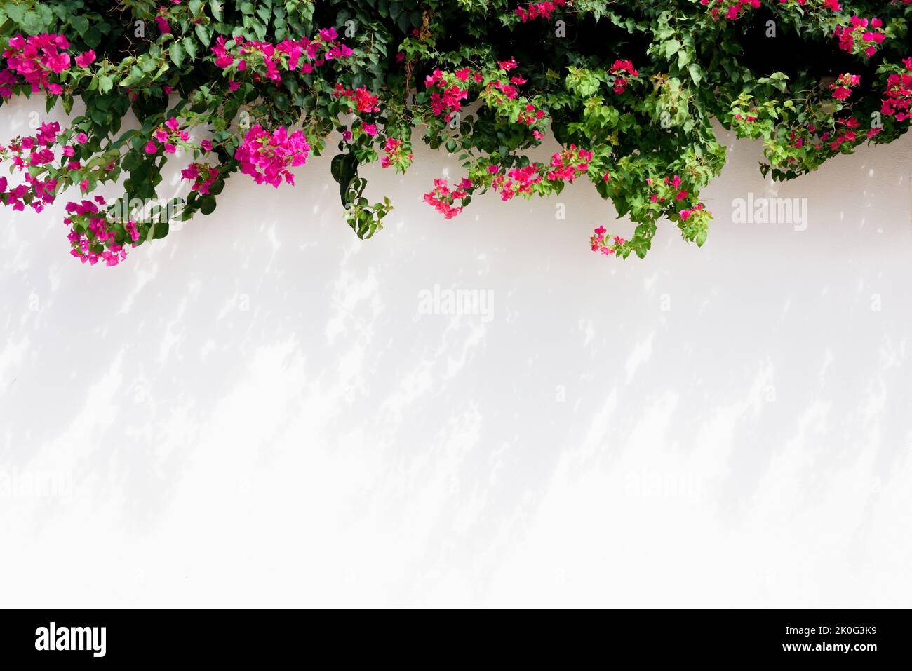 Fondo blanco de la pared con flores rosas del verano que proporcionan borde floral Foto de stock