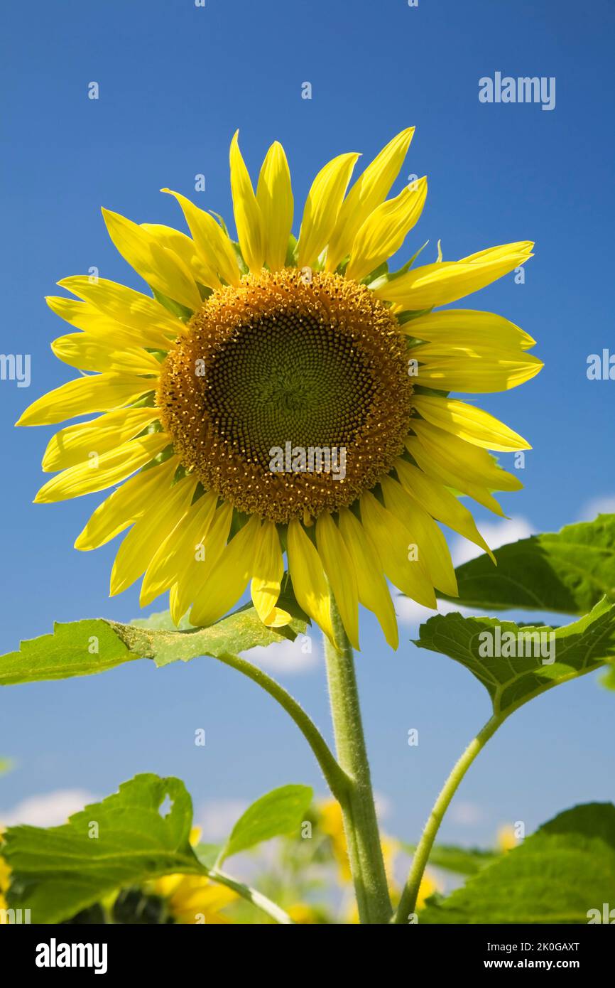 Primer plano de Helianthus annus - Girasol contra el cielo azul en verano. Foto de stock