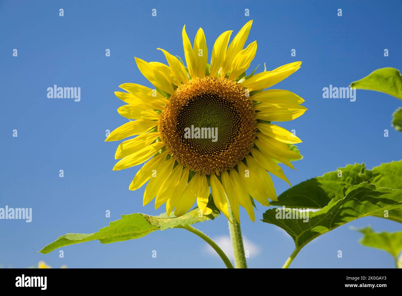 Primer plano de Helianthus annus - Girasol contra el cielo azul en verano. Foto de stock