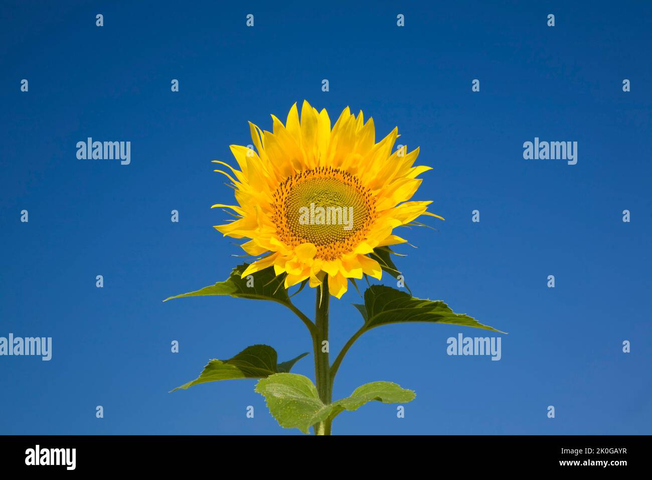 Primer plano de Helianthus annus - Girasol contra el cielo azul en verano. Foto de stock