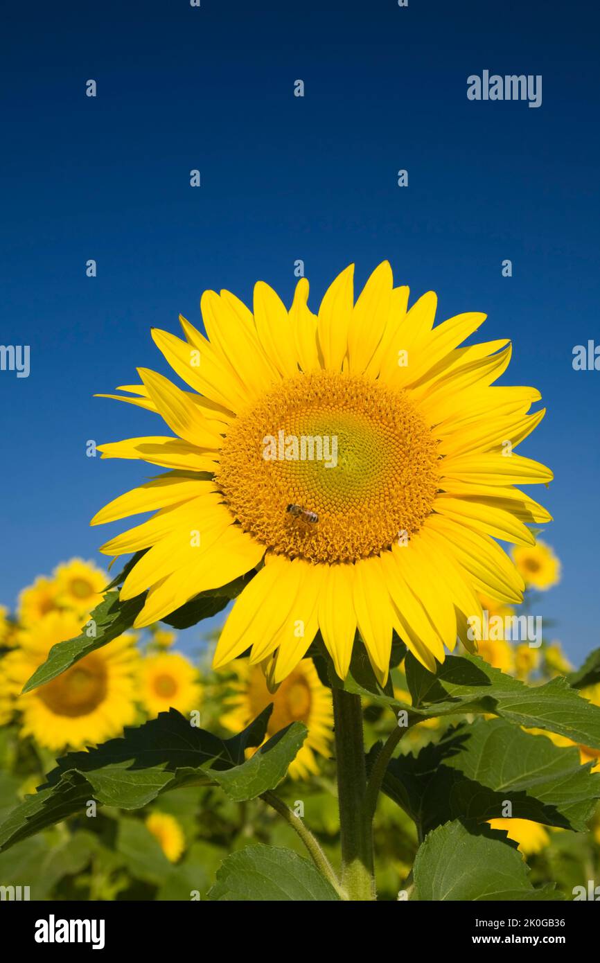 Primer plano de Helianthus annus - Girasol con Apis - Abeja forrajera para néctar. Foto de stock