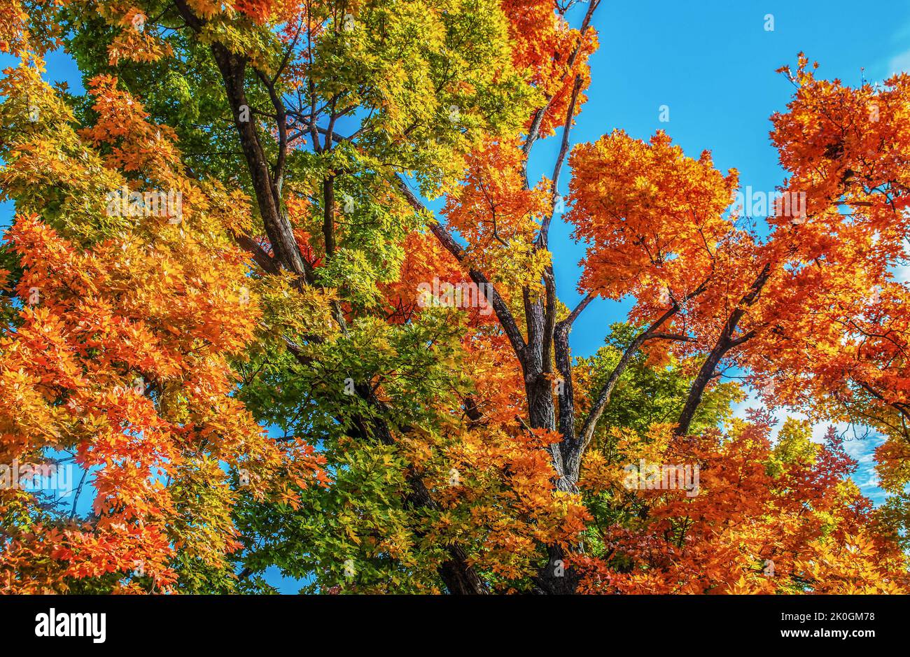 Mirando los árboles otoñales que llenan el marco con vibrantes hojas multicolor sobre un cielo azul brillante Foto de stock