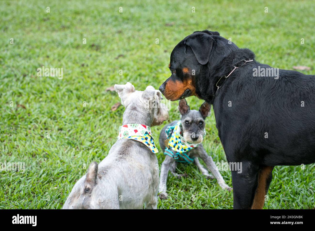 Perros de diferentes razas jugando y socializando. Al aire libre en el campo. Foto de stock