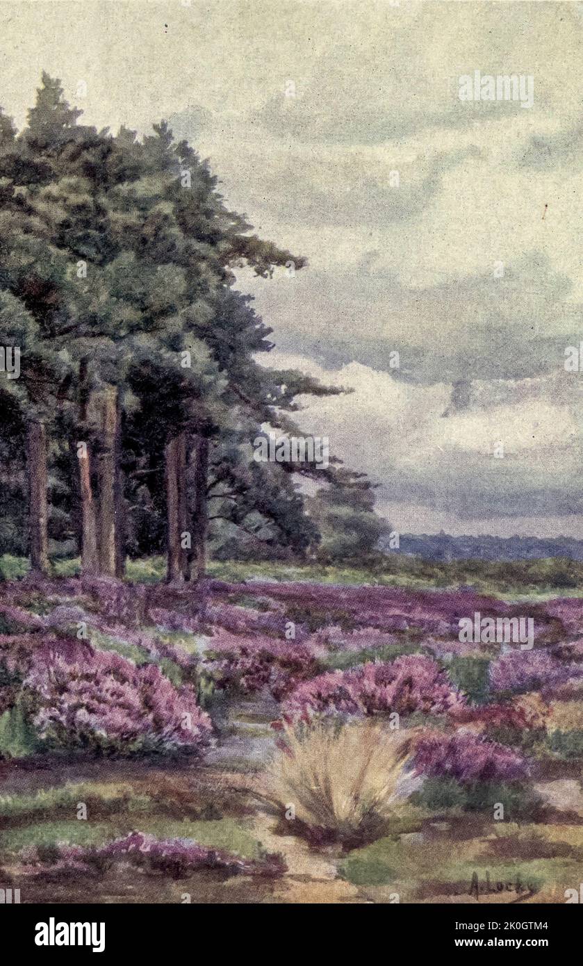 Parches de Heather from the Charm of Gardens por Dion Clayton Calthrop (1878–1937) Autor inglés, ilustrador publicado en 1910 Foto de stock