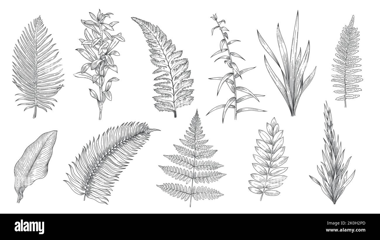 Croquis de plantas forestales. Colección decorativa botánica de hierba dibujada a mano y vintage, elementos de diseño de hierbas y hojas. Conjunto aislado vectorial monocromo Ilustración del Vector