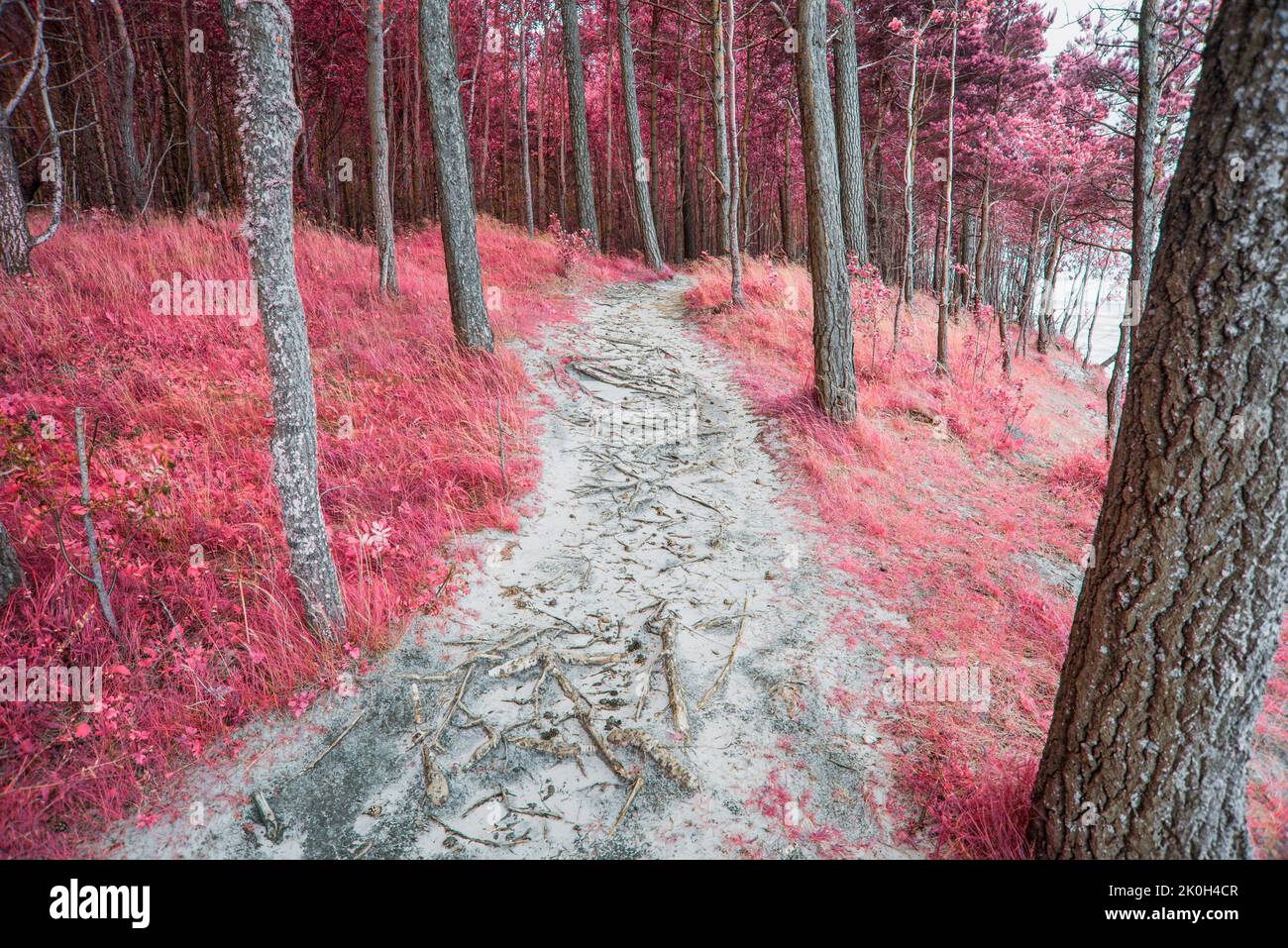 paisaje surrealista de bosque infrarrojo con sinuoso camino Foto de stock