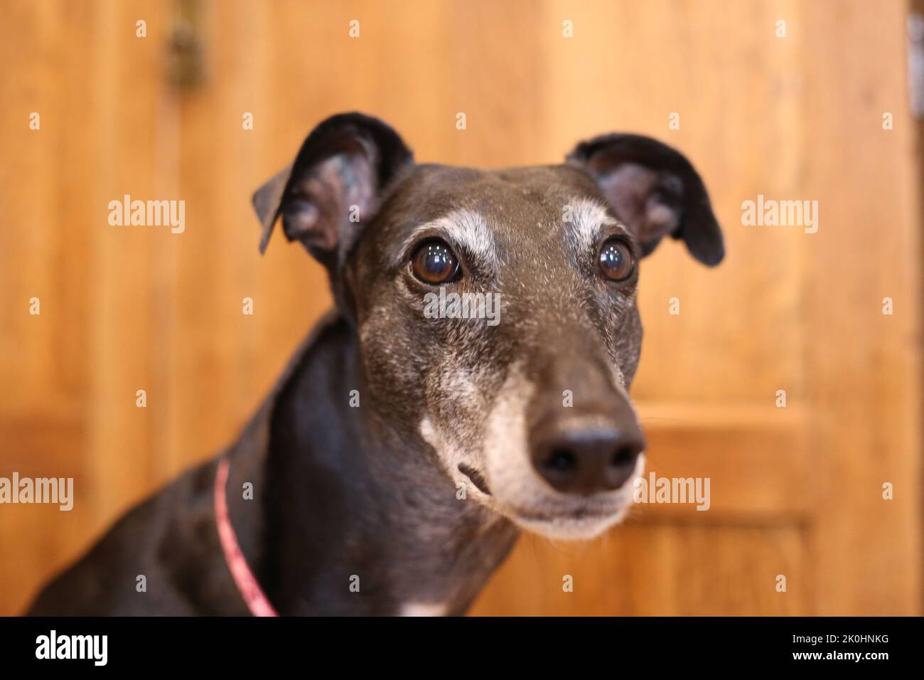 Casa de galgos fotografías e imágenes de alta resolución - Alamy