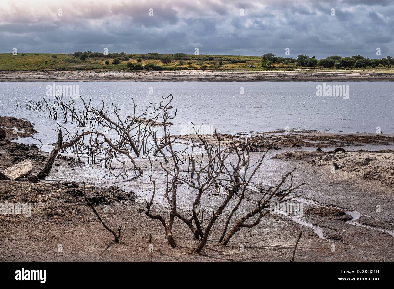 Condiciones de sequía y disminución de los niveles de agua que exponen los restos de árboles muertos esqueléticos en el embalse de Colliford Lake en Bodmin Moor en Cornwall en el Foto de stock